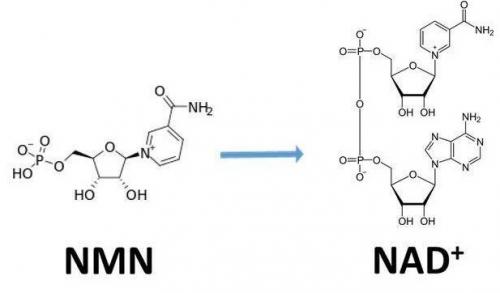從生物學(xué)角度看NMN:為何能延緩衰老和提高免疫力？