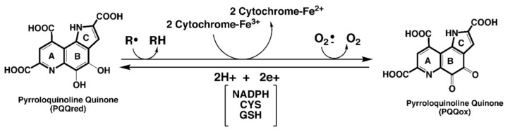 包含圖片、插圖等的外部文件。
對(duì)象名稱為 biomolecules-11-01441-g001.jpg