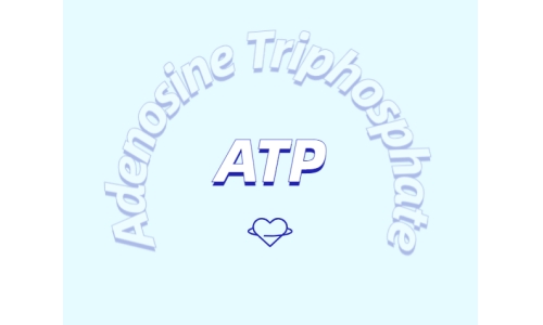 ATP在體育鍛煉中有什么作用？